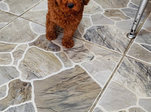 3 Aylık Dişi Toy Poodle görsel