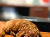 3 aylık dişi toy Poodle