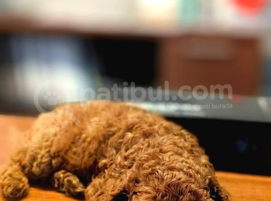 3 Aylık Dişi Toy Poodle