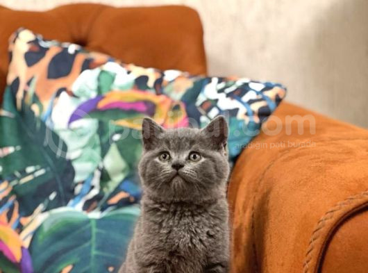 Ev Ortaminda Büyümüş İnsan Canlisi Blue Bri̇ti̇sh Shorthai̇r Ya görsel