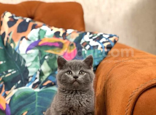 Ev Ortaminda Büyümüş İnsan Canlisi Blue Bri̇ti̇sh Shorthai̇r Ya görsel