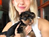 Yorkshire Terrier Yavruları