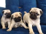 Pug Mops Yavruları