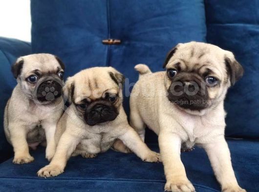 Pug Mops Yavruları görsel
