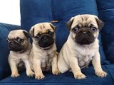 Pug mops yavruları