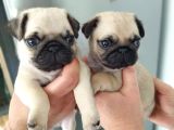 Pug Mops Yavruları