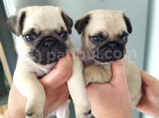Pug Mops Yavruları görsel