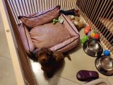 3 Aylık Dişi Toy Poodle