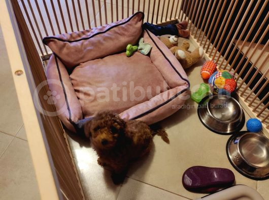 3 Aylık Dişi Toy Poodle görsel