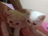 British Shorthair Ve Scotish Yavrularimiz