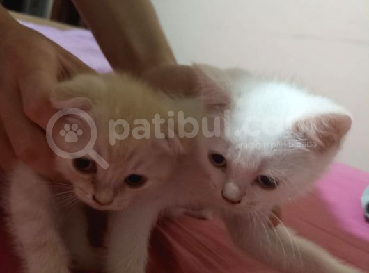 British Shorthair Ve Scotish Yavrularimiz görsel