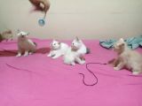 British Shorthair ve Scotish yavrularimiz