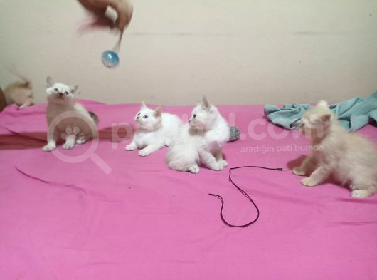 British Shorthair Ve Scotish Yavrularimiz