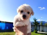 A Kalite Kg Granti̇li̇ Sweet Baby