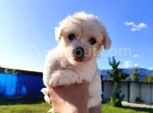 A Kalite Kg Granti̇li̇ Sweet Baby görsel