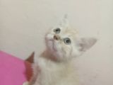 British Shorthair Ve Scotish Yavrularimiz