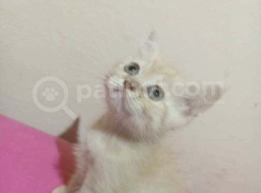 British Shorthair Ve Scotish Yavrularimiz görsel