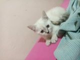 British Shorthair Ve Scotish Yavrularimiz