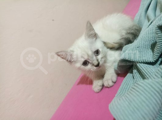 British Shorthair Ve Scotish Yavrularimiz görsel