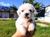 A kalite KG GRANTİLİ Sweet baby