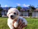 A Kalite Kg Granti̇li̇ Sweet Baby