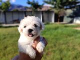 A Kalite Kg Granti̇li̇ Sweet Baby