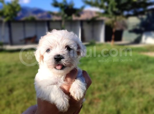 A Kalite Kg Granti̇li̇ Sweet Baby görsel