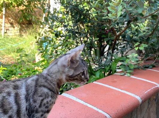 4 Aylık Snow Bengal Erkek görsel