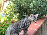 4 Aylık Snow Bengal Erkek