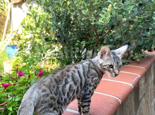 4 Aylık Snow Bengal Erkek görsel