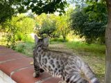 4 Aylık Snow Bengal Erkek