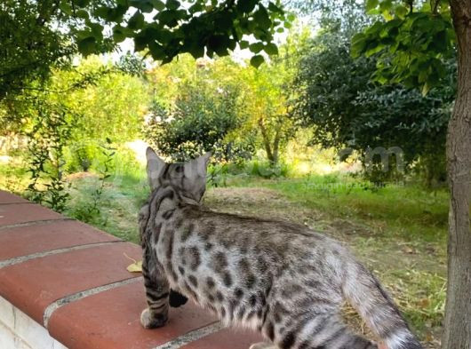 4 Aylık Snow Bengal Erkek görsel