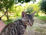 4 aylık snow bengal erkek