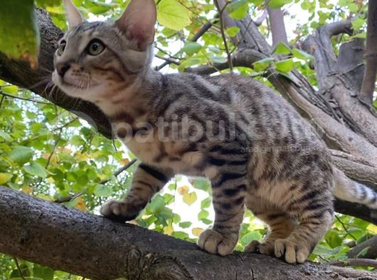 4 Aylık Snow Bengal Erkek görsel