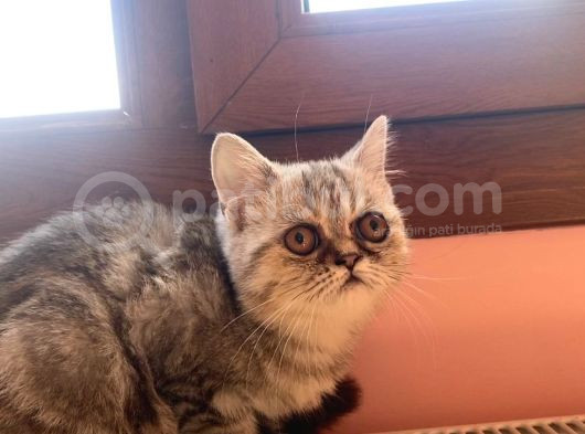 3 Aylık Exotic Dişi görsel