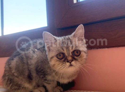 3 Aylık Exotic Dişi görsel