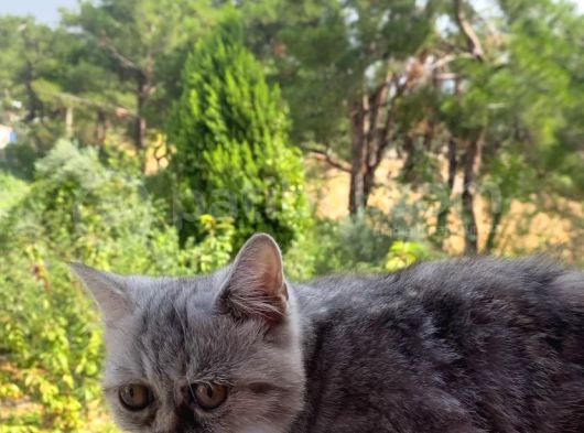 3 Aylık Exotic Dişi görsel