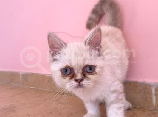 3 Aylık Exotic Dişi görsel