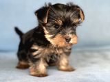Yorkshire Terrier Yavruları