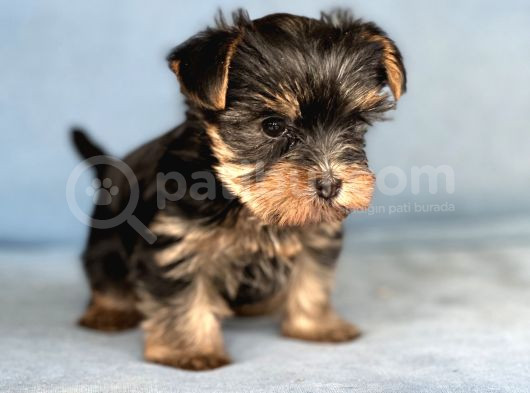 Yorkshire Terrier Yavruları görsel