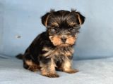 Yorkshire Terrier Yavruları