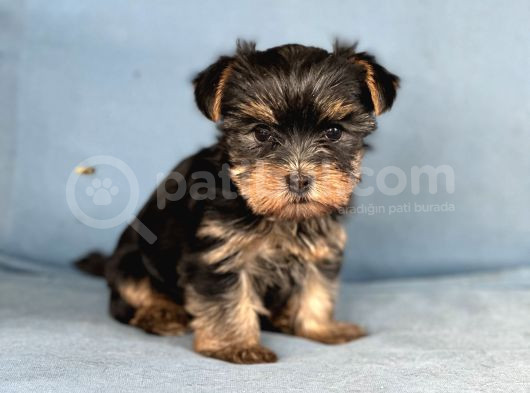 Yorkshire Terrier Yavruları görsel