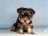 Yorkshire Terrier Yavruları