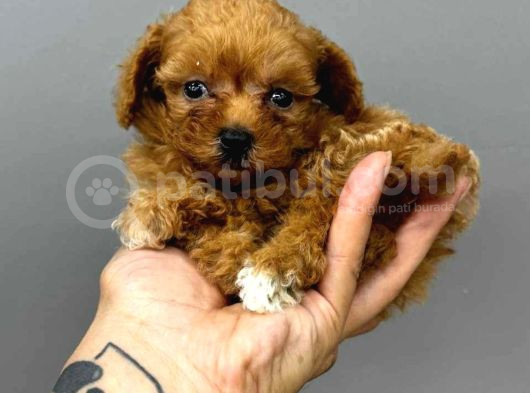 Tooy Poodle Cinsi Yavrular Dişi Erkek Mevcuttur 