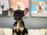 MUHTEŞEM YÜZ YAPISINA SAHİP FRENCH BULLDOG BEBEKLER