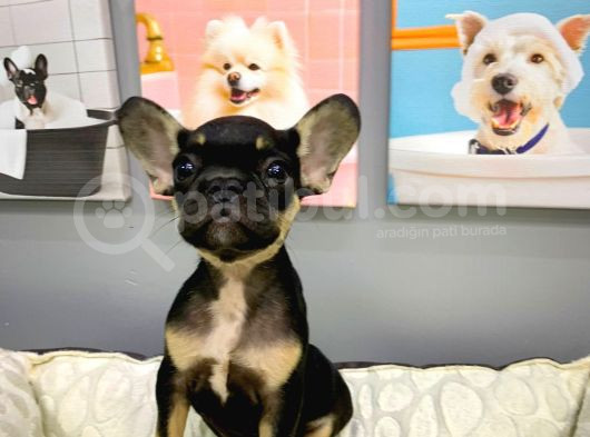 Muhteşem Yüz Yapisina Sahi̇p French Bulldog Bebekler