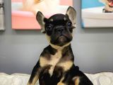 Muhteşem Yüz Yapisina Sahi̇p French Bulldog Bebekler