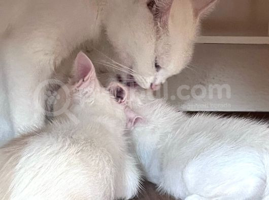 Mavi- Yeşil Renkli Gözlü Safkan Ankara Kedisi Ve Kardeşleri görsel
