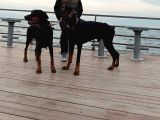 Secereli Yetişkin Eğitimli Doberman