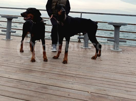 Secereli Yetişkin Eğitimli Doberman görsel
